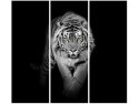 Obraz Tiger in the dark