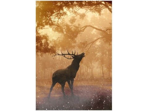 Obraz Deer in forest las o świcie