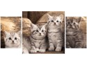 80x40cm Obraz koty brytyjskie kocięta kotki trój obraz      