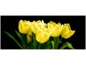 100x40cm Żółte tulipany- Mark Freeth  obraz       drewno