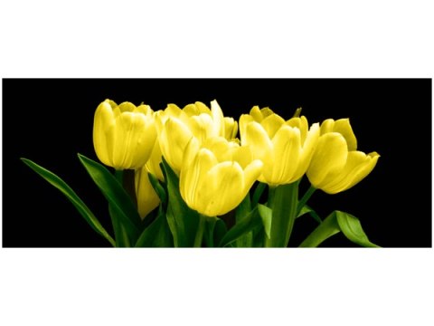 100x40cm Żółte tulipany- Mark Freeth  obraz       drewno
