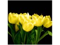 50x50cm Żółte tulipany- Mark Freeth obraz      