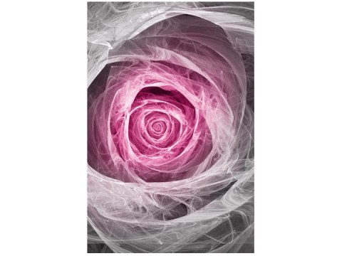 Obraz Pink Rose