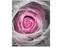 70x50cm Obraz Pink Rose   ścian  