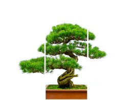 70 90cm Obraz 3 elem Bonsai ścienny płótno 