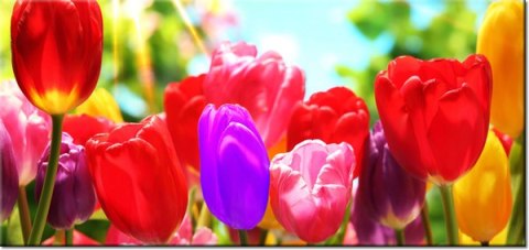 115cm 55cm Obraz ścienny Słoneczne tulipany druk rama   płótno 