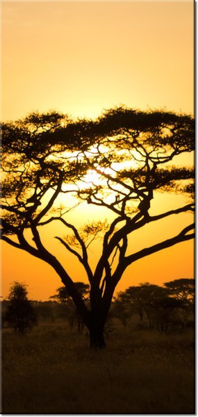 115cm 55cm Obraz ścienny Akacja Serengeti druk rama   płótno 