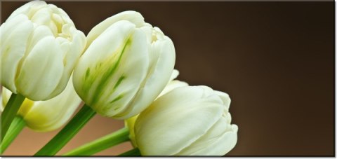 115cm 55cm Obraz ścienny Białe tulipany druk rama   płótno 