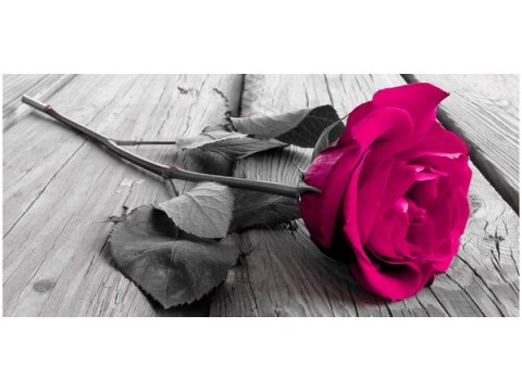 115cm 55cm Obraz ścienny Różowa różyczka druk rama   płótno 