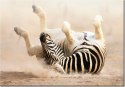 100 70cm Obraz płótno Zebra    płótno rama