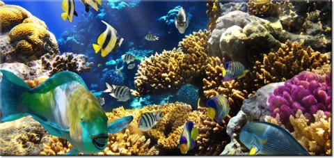 115cm 55cm Obraz ścienny Rafa koralowa druk rama   płótno 