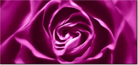 115cm 55cm Obraz ścienny Różowo-fioletowa róża druk rama   płótno 