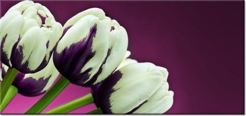 115cm 55cm Obraz ścienny Fioletowe tulipany druk rama   płótno 