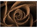100 70cm Obraz płótno Brązowa róża    płótno rama