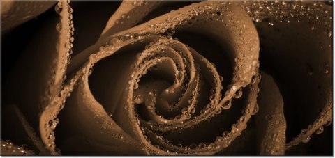 115cm 55cm Obraz ścienny Brązowa róża druk rama   płótno 