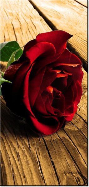 115cm 55cm Obraz ścienny Róża ukochanej druk rama   płótno 