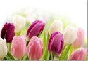 100 70cm Obraz płótno Soczyste tulipany    płótno rama