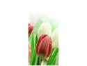 115cm 55cm Obraz ścienny Czerwone tulipany druk rama   płótno 