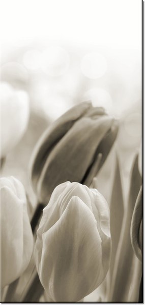 115cm 55cm Obraz ścienny Tulipany druk rama   płótno 