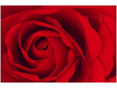 100 70cm Obraz płótno Czewona róża    płótno rama