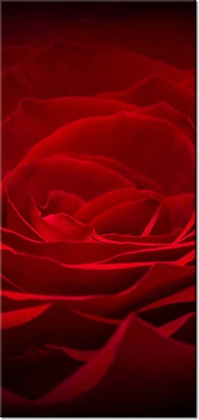 115cm 55cm Obraz ścienny Róża ukochanej druk rama   płótno 