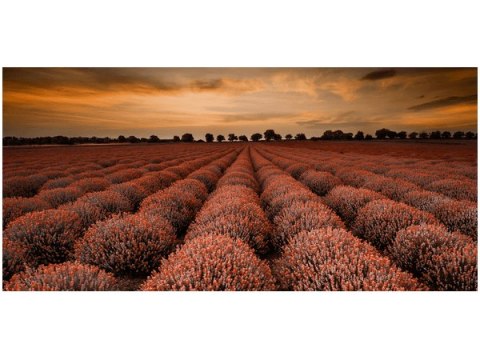 115cm 55cm Obraz ścienny Oszałamiający krajobraz lawendą pomarańczu druk rama   płótno 