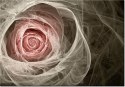 100 70cm Obraz płótno Róża  ktalna jasny róż    płótno rama