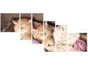100cm 220cm OBRAZ 6 elem Śpiące koty misce ścienny   